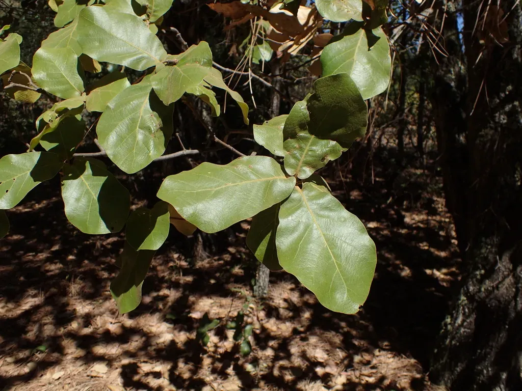 Quercus Jonesii