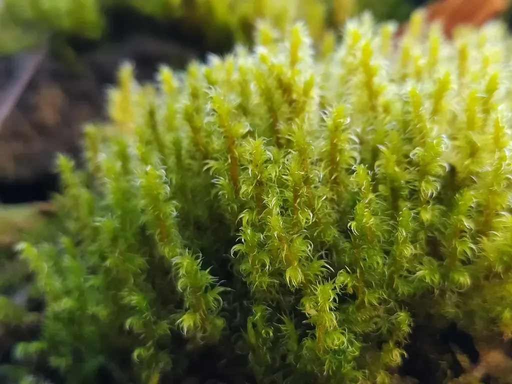 Elongate Rock Moss