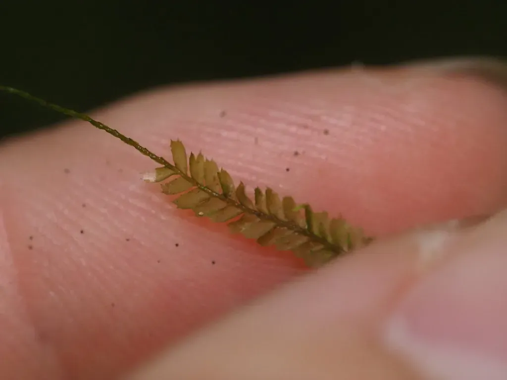 Plagiochila Grossispina