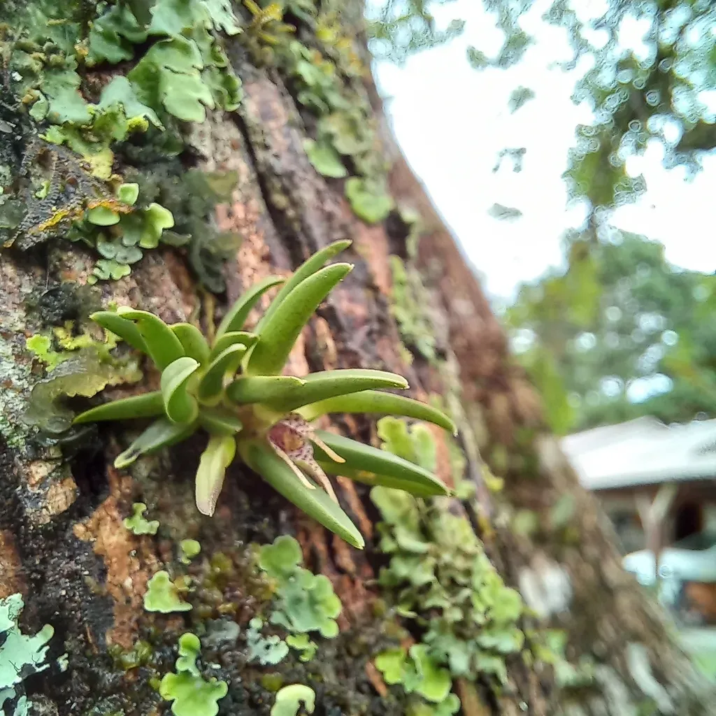 Dryadella Lilliputiana