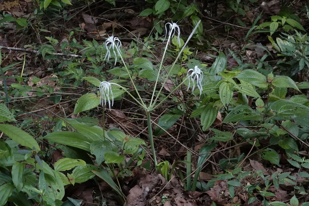 Hymenocallis Tubiflora