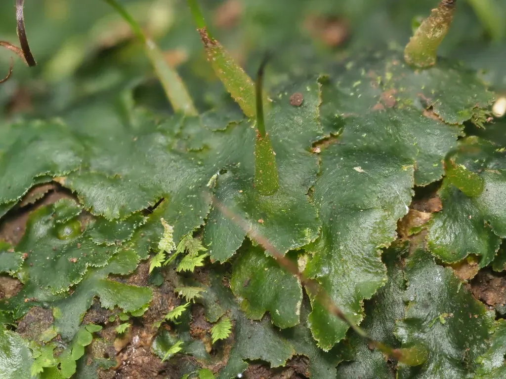 Megaceros Flagellaris