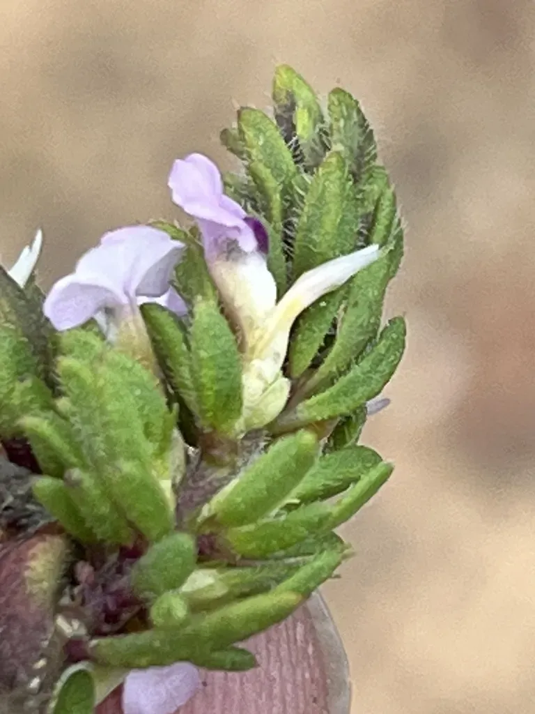 Drakensberg Purplegorse