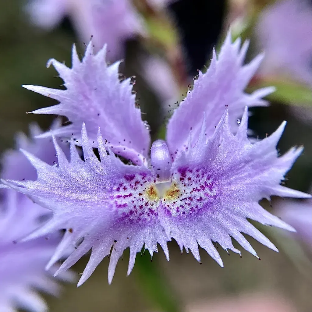 Stylidium Laciniatum