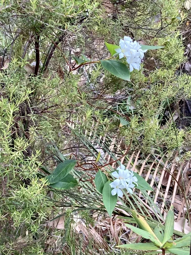 White-flowered Billardiera