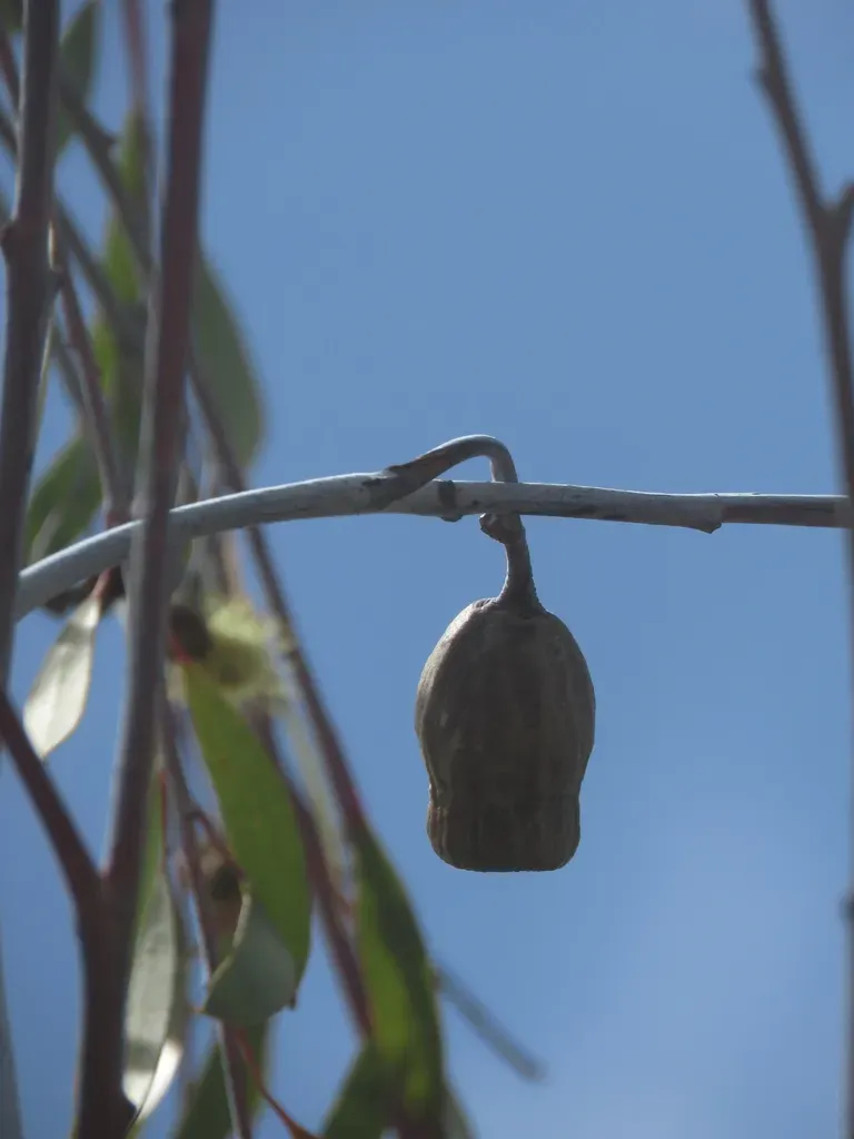Eucalyptus Sepulcralis