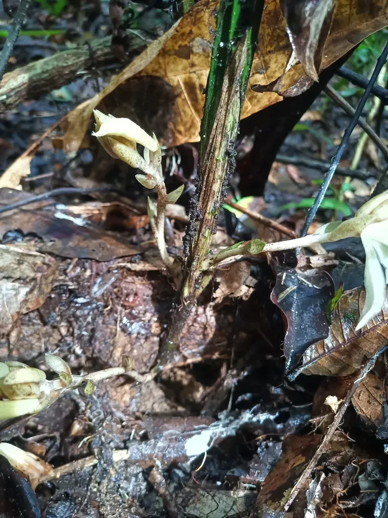 Palmorchis Pubescens