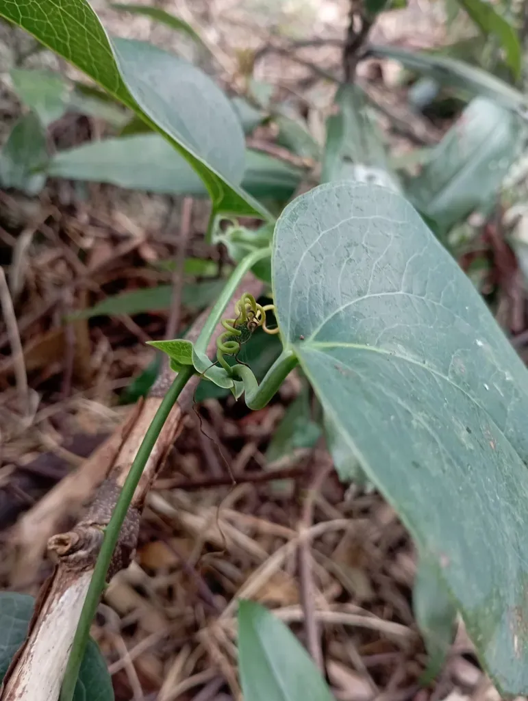 Smilax Ocreata