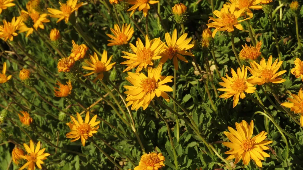 Haplopappus Glutinosus