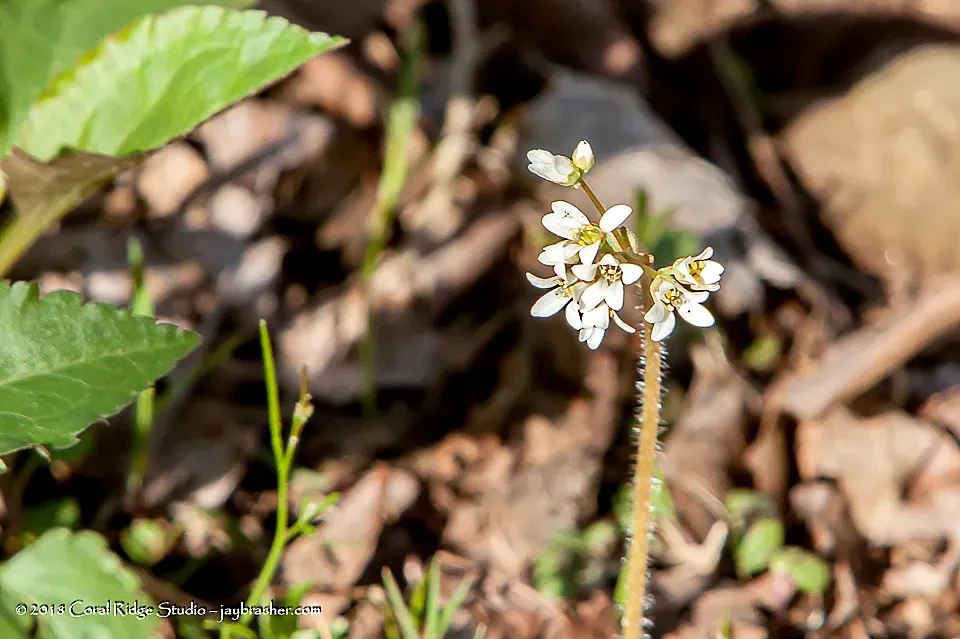 Palmer's Saxifrage