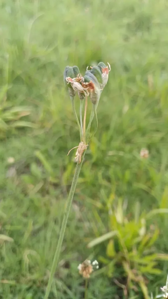 Highveld Wild Garlic