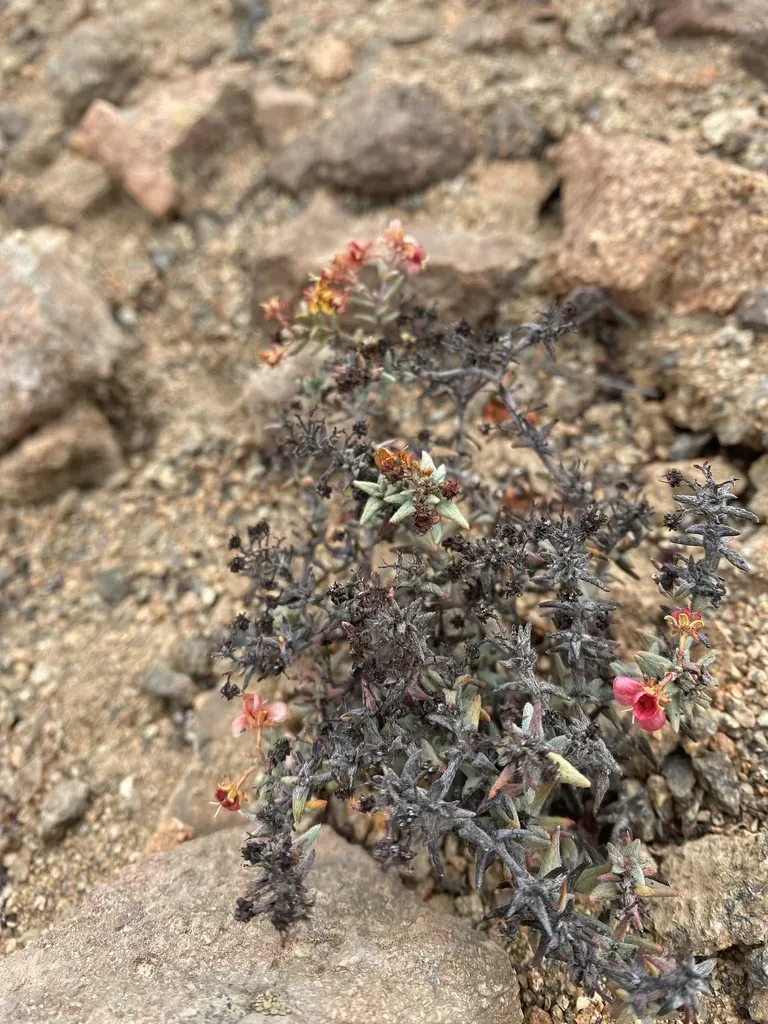 Dinemandra Ericoides