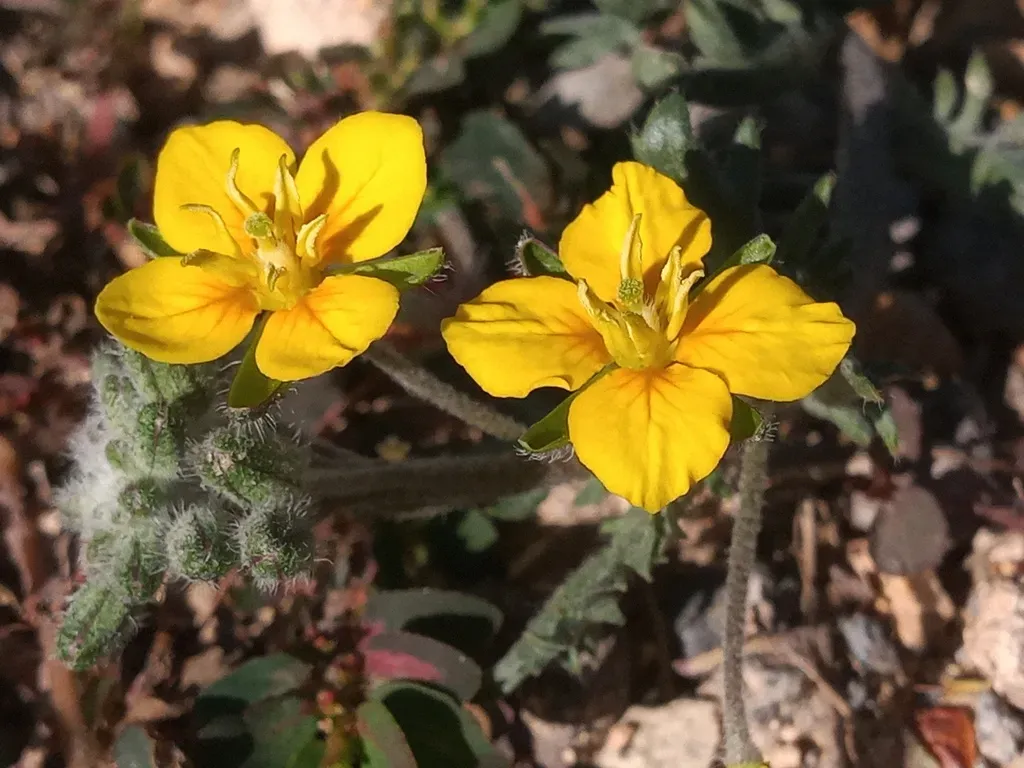 Roughpod Bladderpod