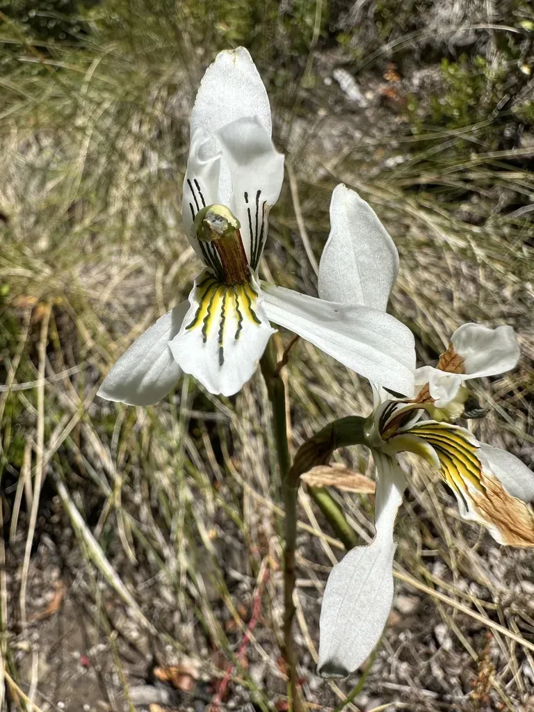 Chloraea Longipetala