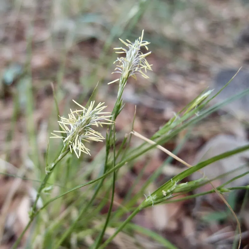 Turban Sedge
