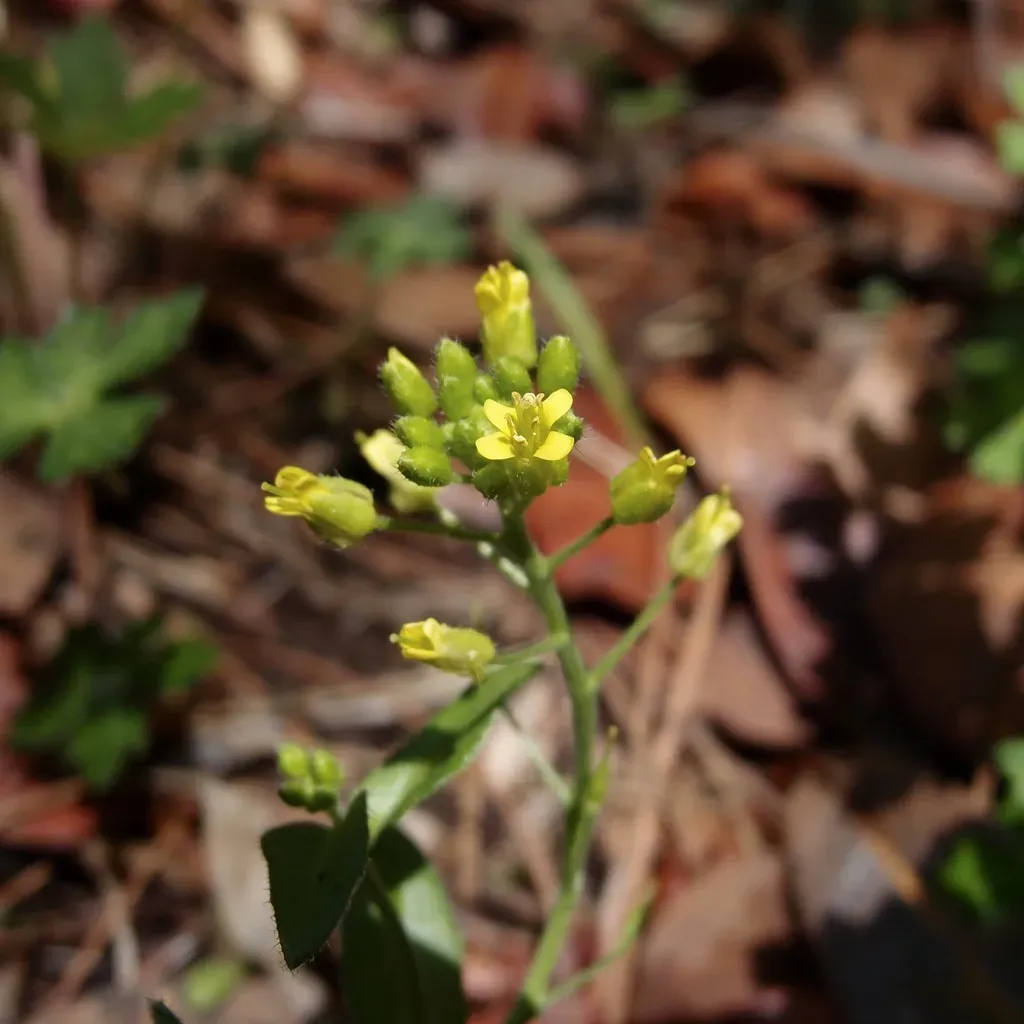 Santa Rita Mountain Draba