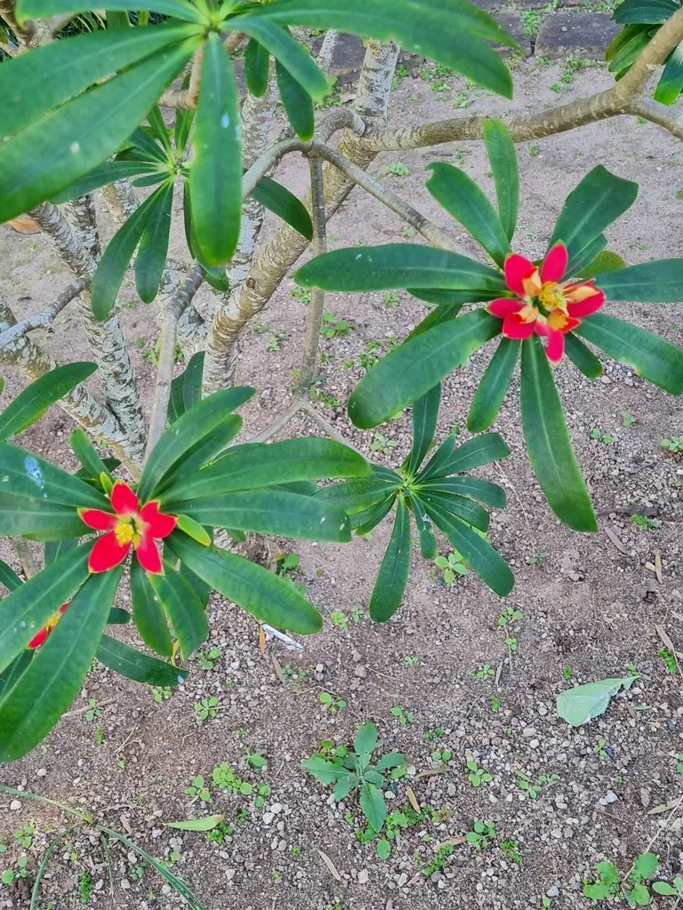 Jamaican Poinsettia