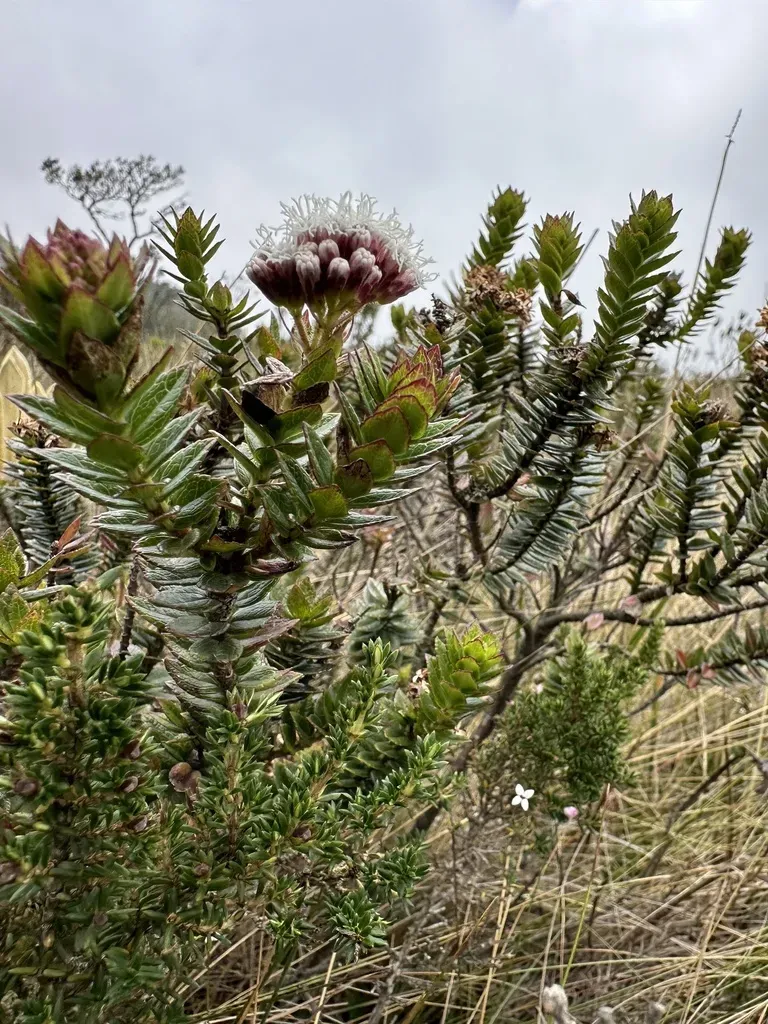 Ageratina Vacciniifolia