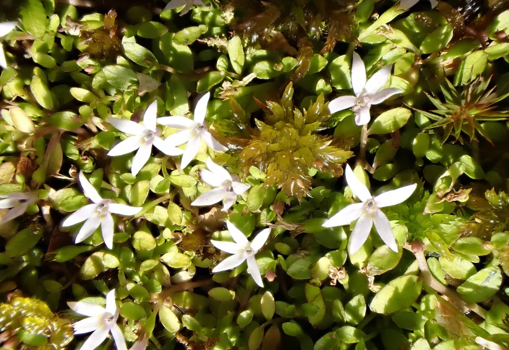 Lobelia Fatiscens