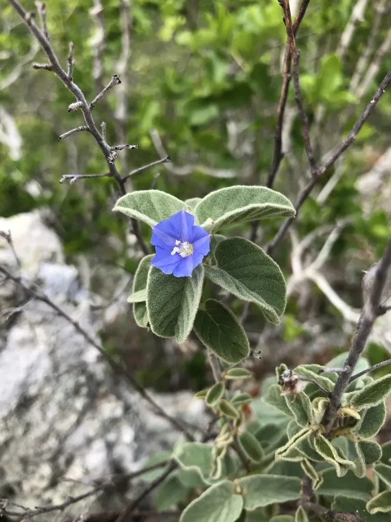 Jacquemontia Mucronifera