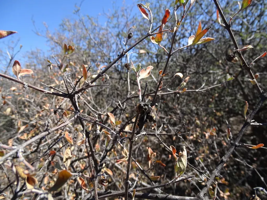Citharexylum Racemosum
