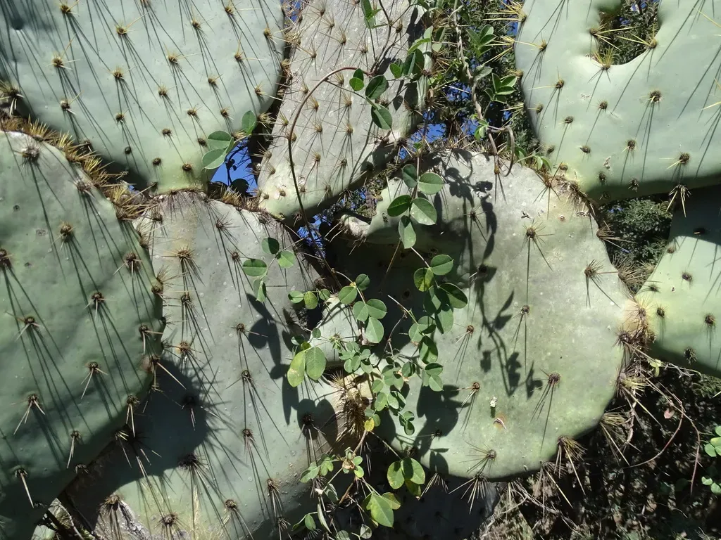 Nanogalactia Brachystachys