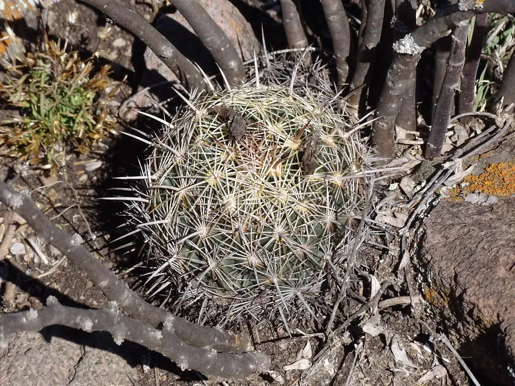Coryphantha Cornifera