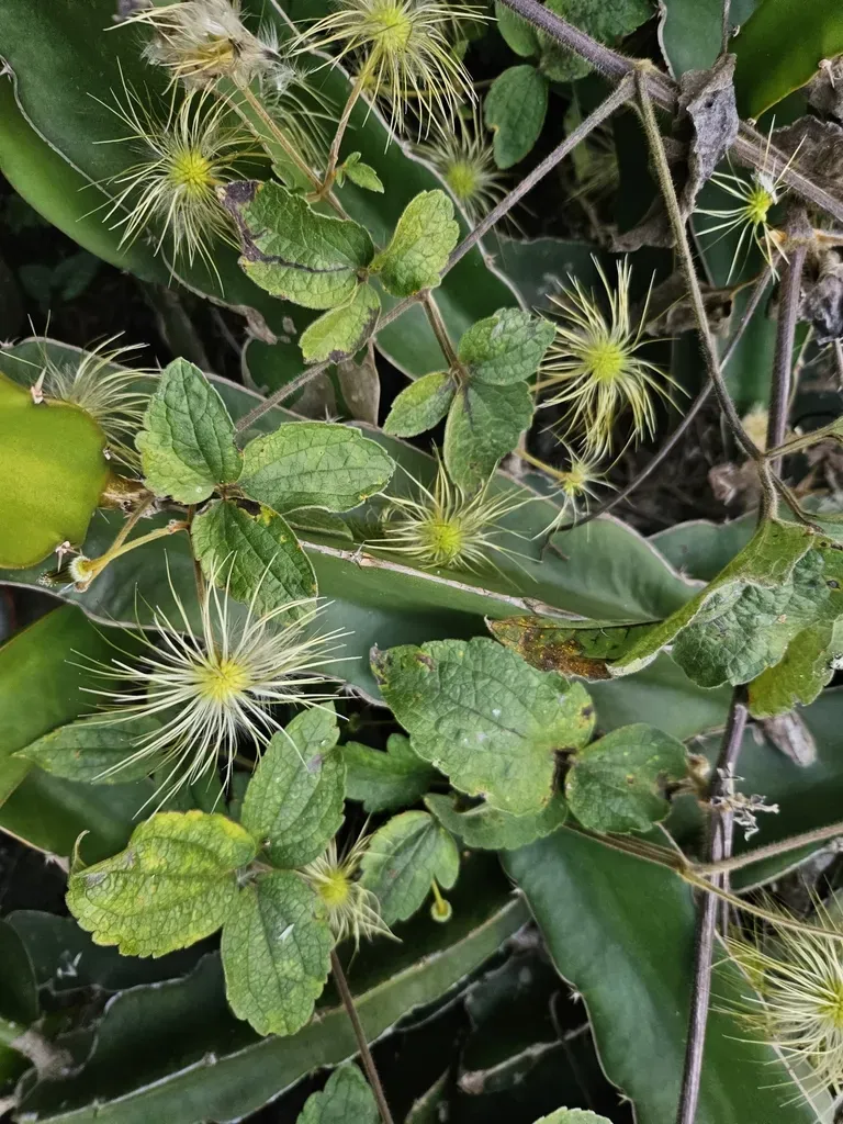 Leschenault's Clematis