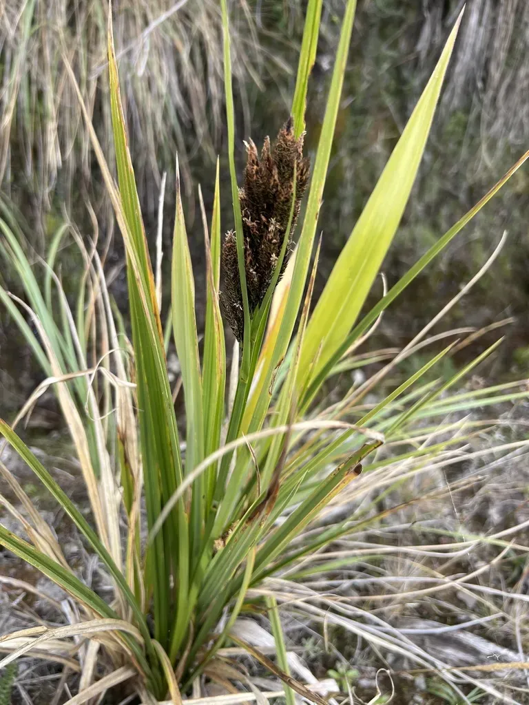 Carex Cortesii