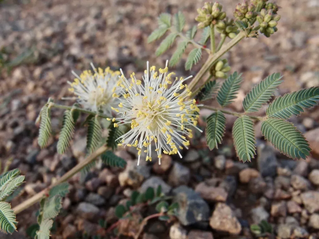 Cooley's Bundleflower