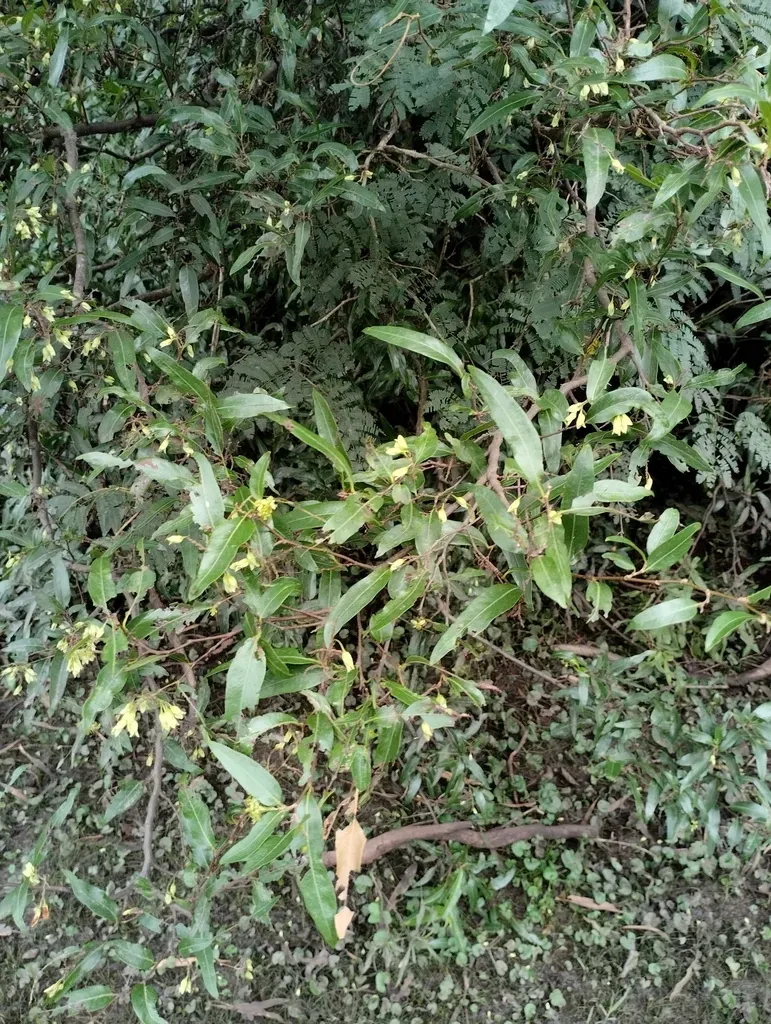 Ruprechtia Salicifolia