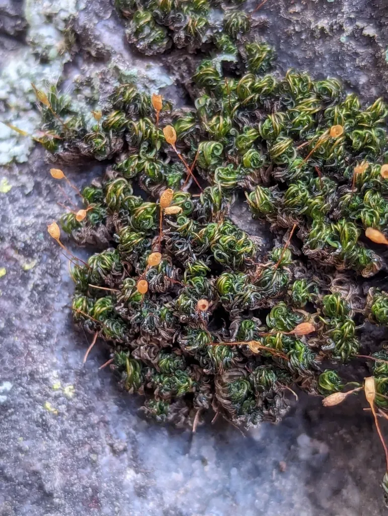 Ptychomitrium Sinense