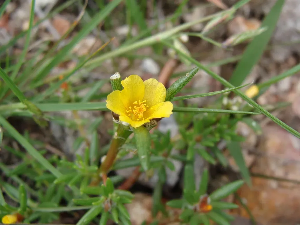 Portulaca Mexicana