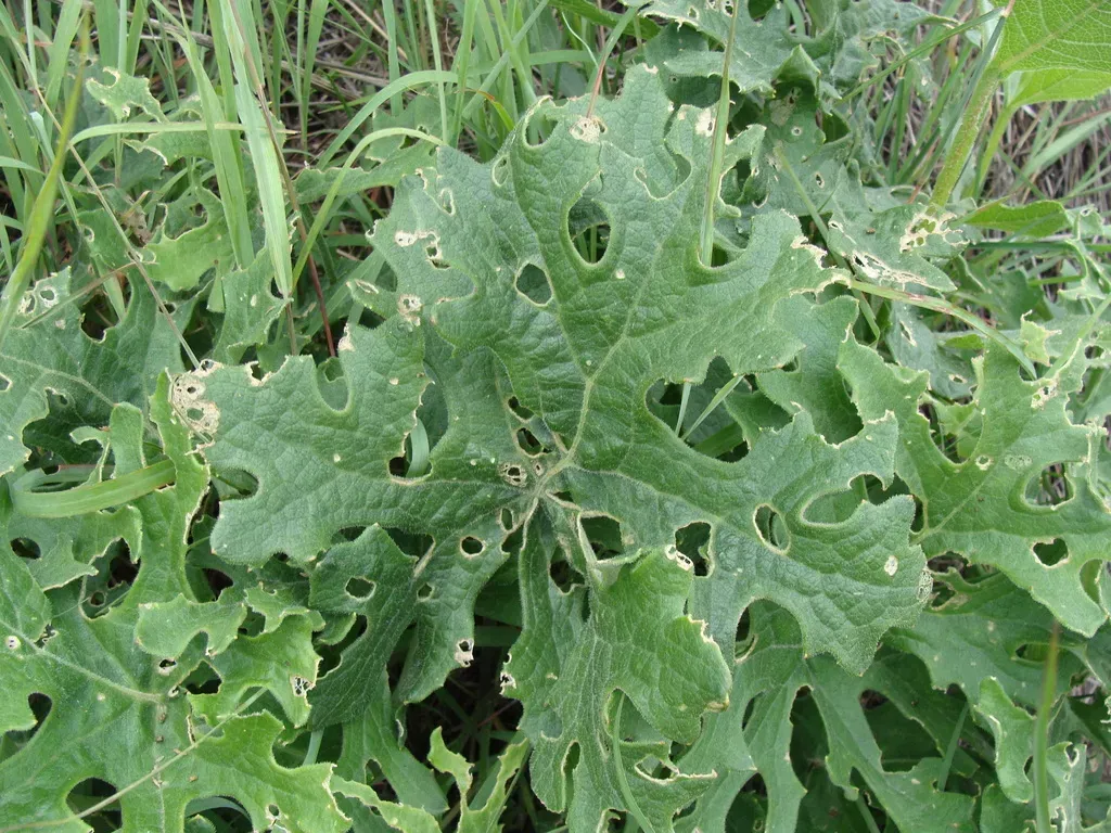 Psacalium Radulifolium