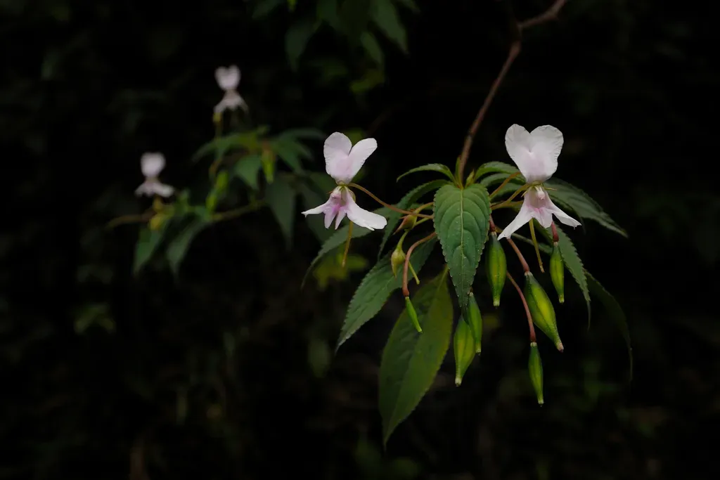Impatiens Macrocarpa