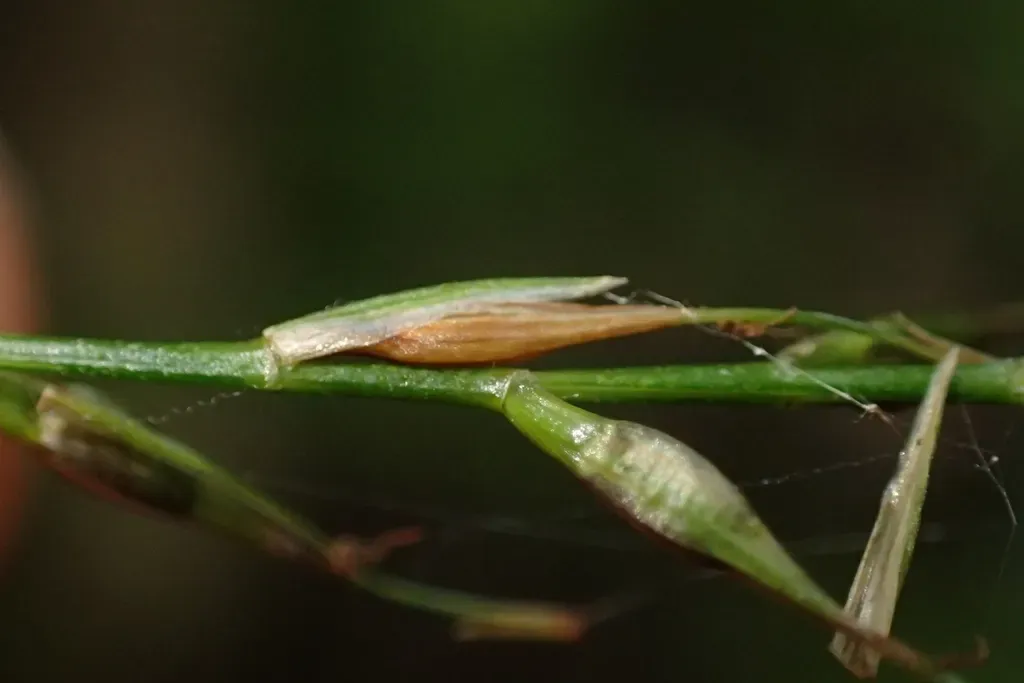 Zotov's Bastard Grass