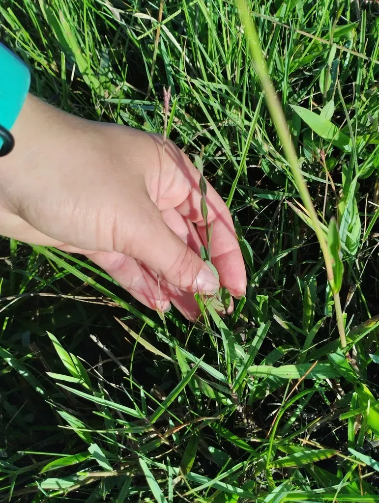 Schwenckia Curviflora