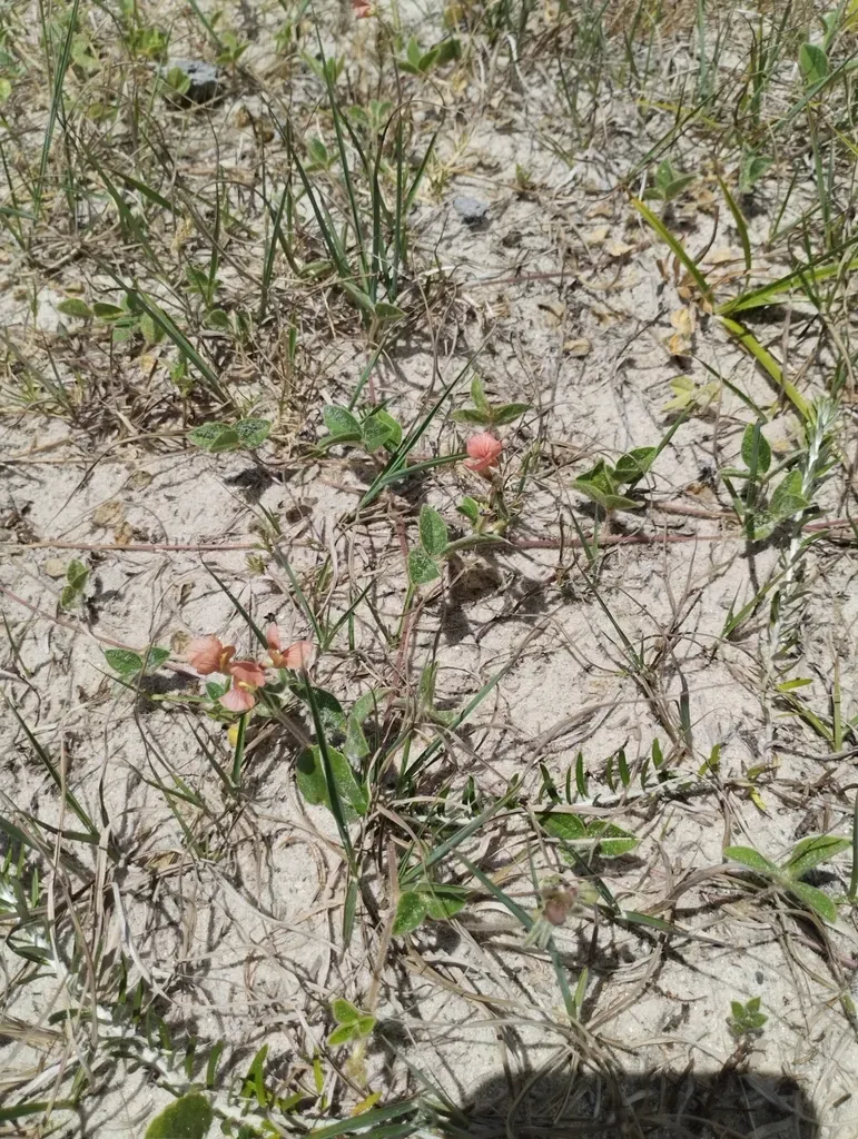 Macroptilium Psammodes