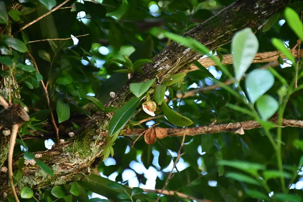 Trichocentrum Fuscum