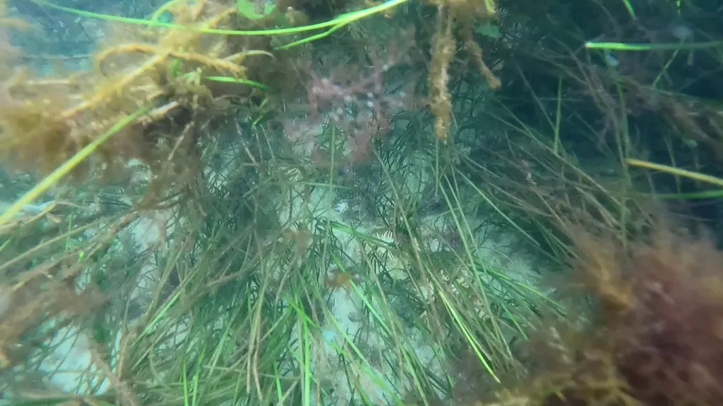 Zostera Nigricaulis