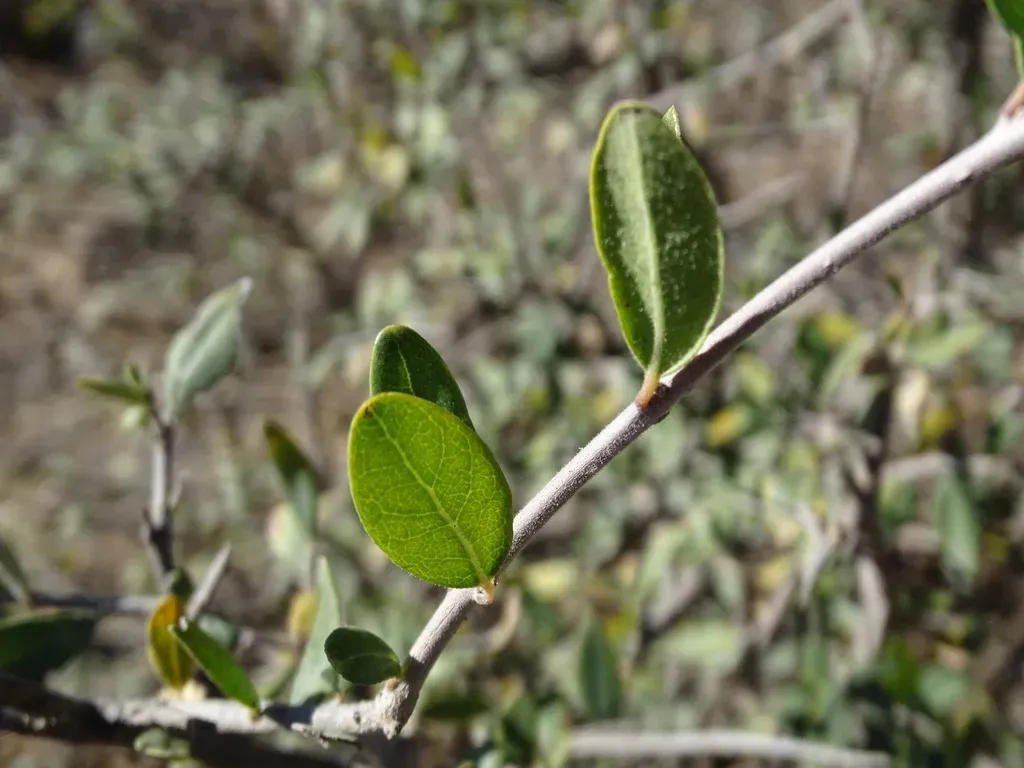 Forestiera Durangensis