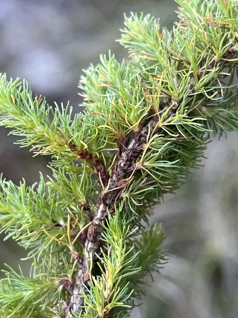 Cliffortia Setifolia