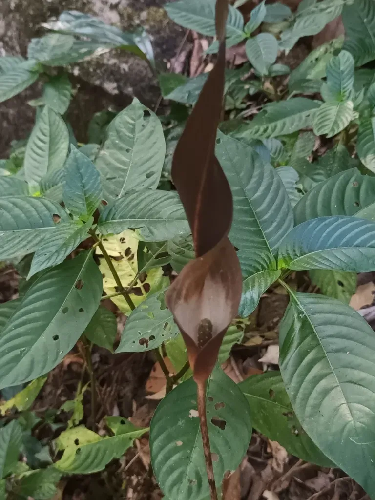 Wight's Twisted Arum