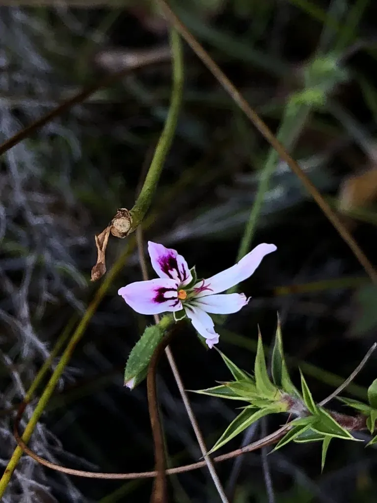 Table Storksbill