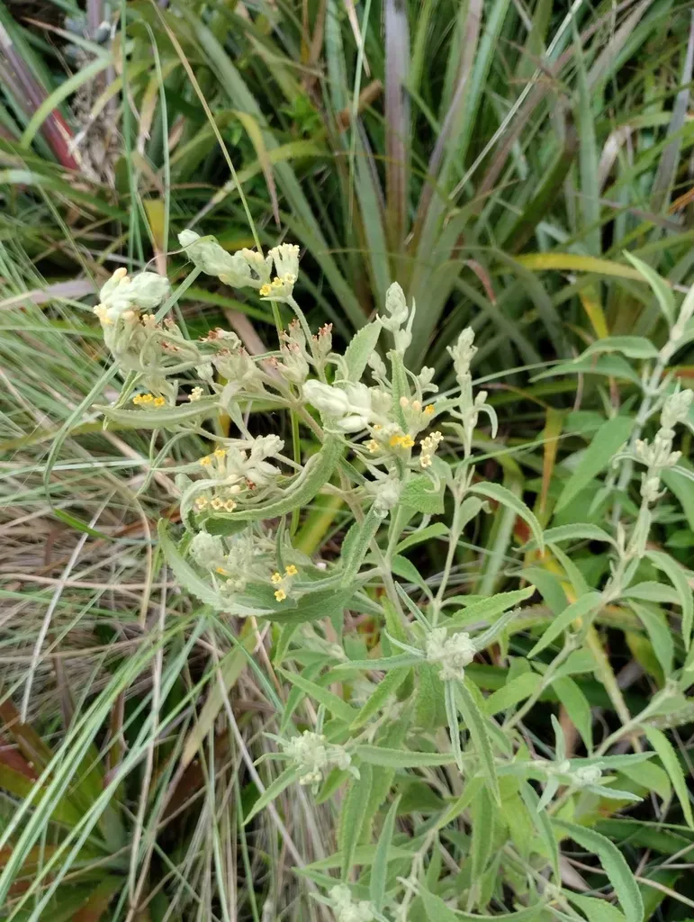 Buddleja Grandiflora