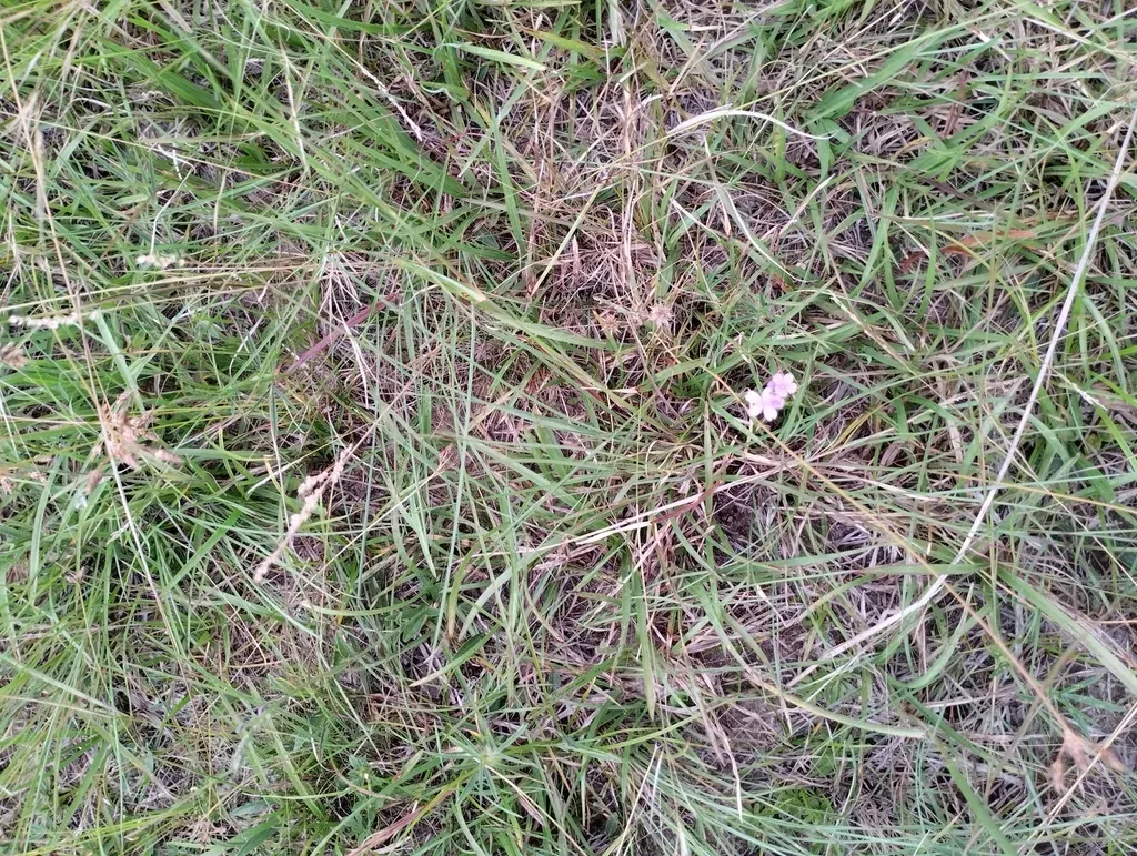 Elongated Bluehearts