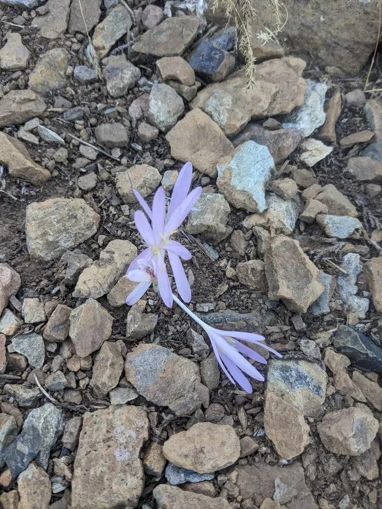 Colchicum Troodi