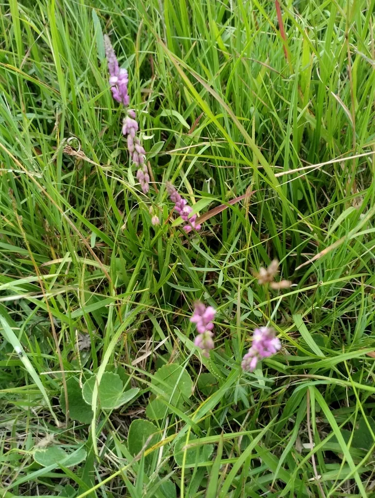Senega Molluginifolia