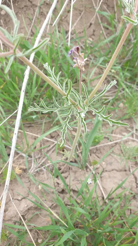 Tuberous-rooted Cranesbill