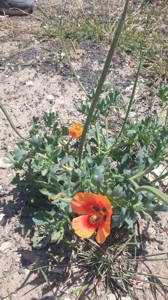 Eastern Horned Poppy